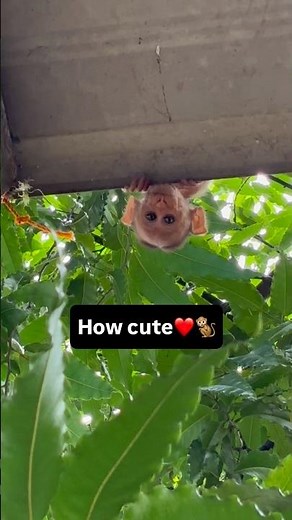 Met an cute monkey in India | foriner in india #animals #forigntour #wildlife #cutemonkey