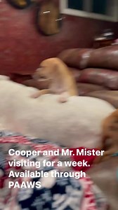 1.5K views · 46 reactions | These two sweet 8 week old Boxer mix pups are available for pre adoption. | PAAWS No-Kill Animal Rescue | Facebook