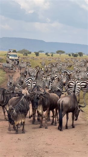 INSPIRE TANZANIA SAFARIS 🇹🇿 on Instagram: "BOOK WITH US A PERFECT FAMILY PACKAGE,9-DAYS WILDLIFE SAFARI AND ZANZIBAR BEACH HOLIDAY. They say “the one thing you will never regret spending money or time on is a great experience, a memorable time and thats what we are here for… giving our clients great experience and memorable time of their lives. Immerse yourself in the untamed beauty of Africas iconic wilderness,while indulging in the utmost comfort ,sophistication and luxury. You’ll experience