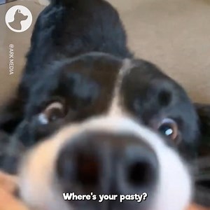 15K views · 795 reactions | This amazing Border Collie can recognise all of his toys by name 領 | Go Fetch | Facebook