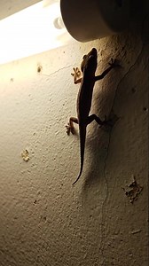 “Unbelievable Predator Showdown: Spider Captures a Lizard in an Epic Battle! Witness the terrifying moment as a fearless spider overpowers a lizard in a fight for survival. Every rapid movement, strike, and struggle is captured in stunning AI-enhanced detail, showing the raw power and cunning of this tiny but deadly hunter.” #SpiderVsLizard #WildPredators #NatureBattle #EpicWildlife | Insect Planet