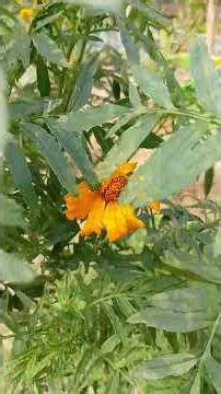 Many flowers and flowering plants. #nature