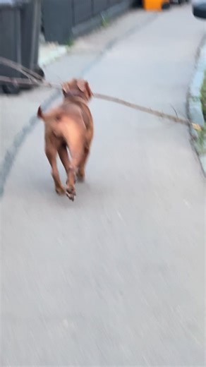 #🐶 #rednosebully #bestfriend #bully #love