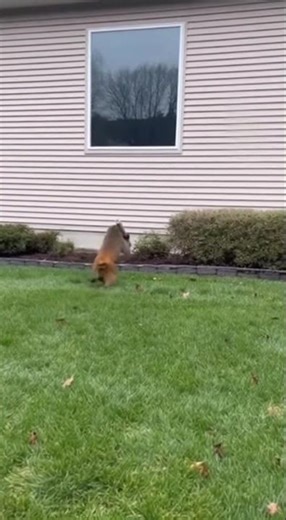 The monkey broke the window with a stick! Shocking video #monkey #animals #funny #viral #omg