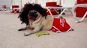 "The best season of Stranger Pugs yet" -Doug | Doug The Pug