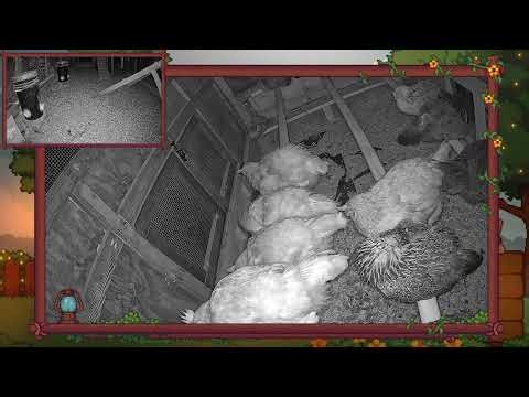 Watch Chickens Live directly from our Coop 24/7!