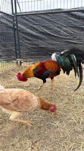 Top Gamefowl Breeders: Proven to Be the Best