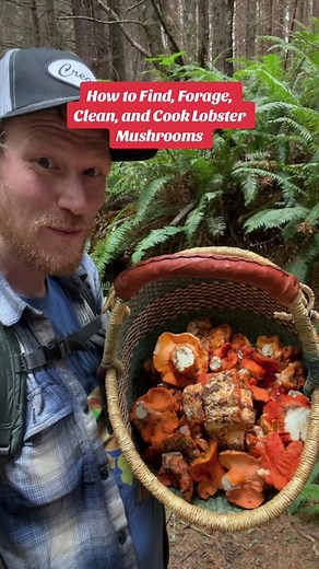 How to Find, Forage, Clean, and Cook Lobster Mushrooms. Lobster mushrooms form when the mold Hypomyces lacrifluorum, turns a big white Russula brevipes into a big orange and red mushroom that lacks gills and produces copious amounts of white spores all over. Prime specimens are delicious and meaty, edible mushrooms, what are my favorites to cook and eat.if you cook an egg in the same pan as lobster mushrooms, the white of the egg will turn purple. You can also use lobster mushrooms to dye fabric