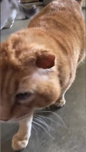 Columbo is really a dog in disguise #icometoyou #whencalled #columbo #visit #furballfarmpetsanctuary #meetme #thisisrescue 💙 www.FurballFarmPetSanctuary.com | Furball Farm Cat Sanctuary