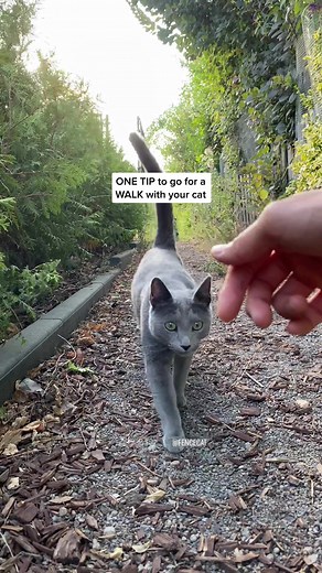 Walking Tips with Your Cat: ONE TIP for a Successful Outing