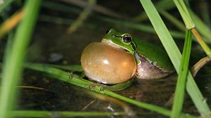 I froze when this tiny frog started calling