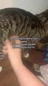 Why Did My Dog Start Screaming on TV? — Funny Relatable Caseoh Moment