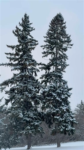 Ottawa’s artificial waterfalls on the Rideau River in Hog's Back falls❄️