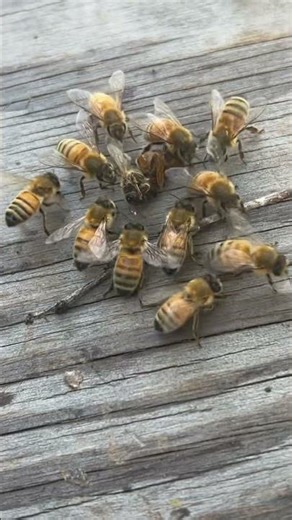 Sadly, queen bees don’t always make it to their new home when swarming-Beekeepers can help with that