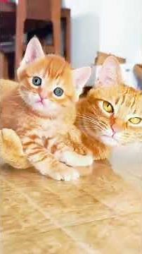 🐱💕 Chats et Chatons Les Plus Adorables ! 😻🐾 – Part 37 #Shorts