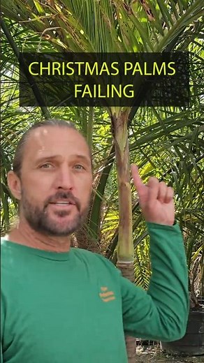 Adonidia (Christmas Palm) Failing After Freeze — Even When It Looks Fine