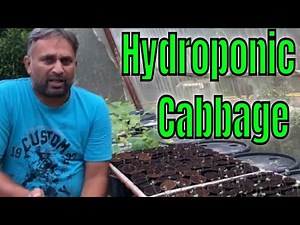 How to Grow Cabbage Hydroponically? // Growing Cabbage from Seed // Start Nursary Directly in Netpot