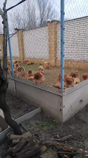 #praydpom #шпицпомеранский🐶 #померанскийшпиц #pomeranian #groomer #шпицмишка #україна🇺🇦 #ukraine #tiktok #шпицуля #епучий #щенкишпица #pompom #pompom #грумер #puppy #spitz #шпиц #dog #pom #пом #собака