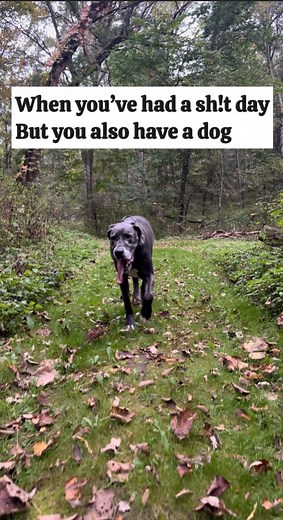 Help is on the way! 🐾 | DANE Right