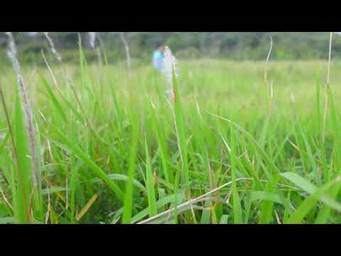 草原の日常 環境音 | 3時間 Ambient sound | ASMR | 睡眠