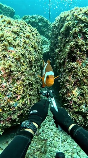 First Person Deep Sea Rescue of a Massive Cuttlefish | Underwater POV