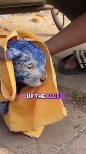 Blue Puppy Doesn’t Look Real.🐶💙