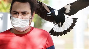 Victoria’s magpie swooping hot spots revealed