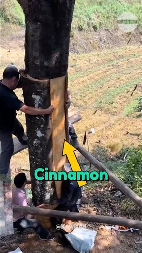The Shocking TRUTH About Cinnamon