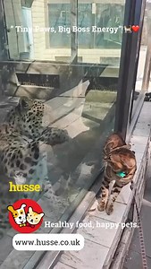  “Tiny Paws, Big Boss Energy”  Never underestimate the power of a...