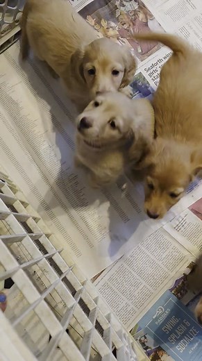 Morning time!! Pink Winnie for Jon & Kelli 🩷 Purple Winnie for Lila 💜 Blue Hermey for Heidi & Kevin 🩵 And our Green Collar Boy... 💚 | Oak Trace Farm