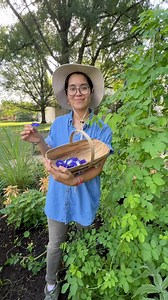 5K views · 160 reactions | Did you know? Butterfly pea flowers...