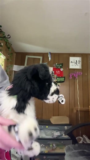 #drawing #jujutsukaisen #anime #art #music #dog #cuteanimal #essa #cute #puppy #fyp #support #silly