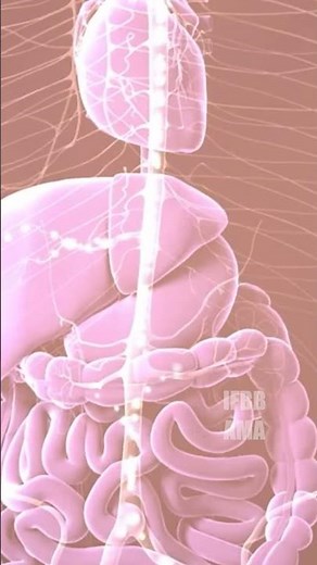Is BAM15 Really the Safe DNP? The Science, Hype, and Risks