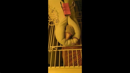 Adorable parrot learns to sleep in a cozy cotton nest in Henan, China