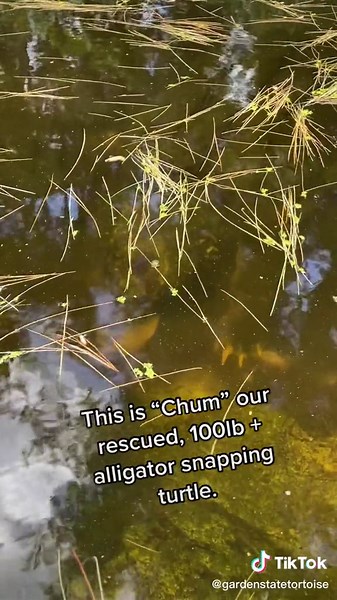 Feeding Big Fish to Rescued Alligator Snapping Turtle