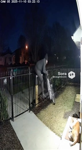 Thief Tries to Steal Bike, Wakes Up the WRONG Dog! (Caught on CCTV) #shorts