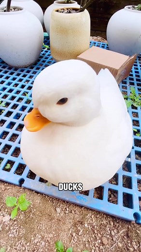 Adorable Ducks Compilation | Funny Animal Videos