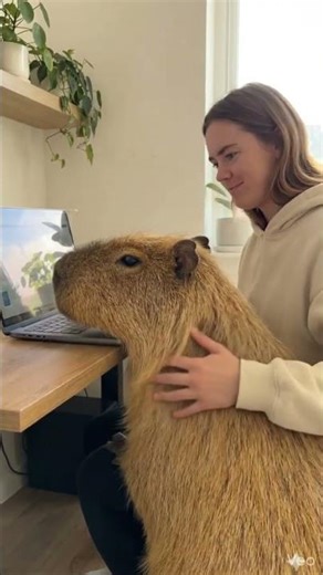 My Coworker is a Giant Fluffy Distraction 💻🐾 #capybara
