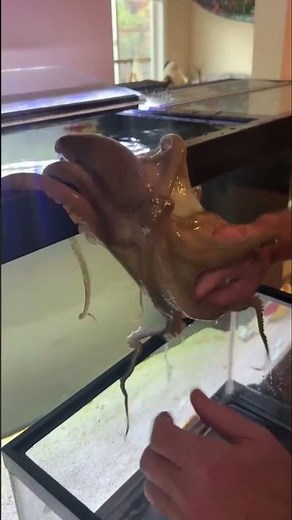 Tommy, the octopus loves to go on cruises around the house ￼