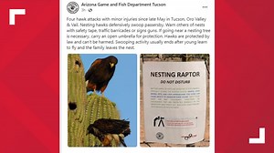 Arizona Game and Fish warn of hawk attacks