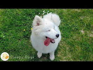 12 Hours Calming Music For Dogs 🐶 Relaxing Music for Dogs to Stop Anxiety and Help Keep them Calm!