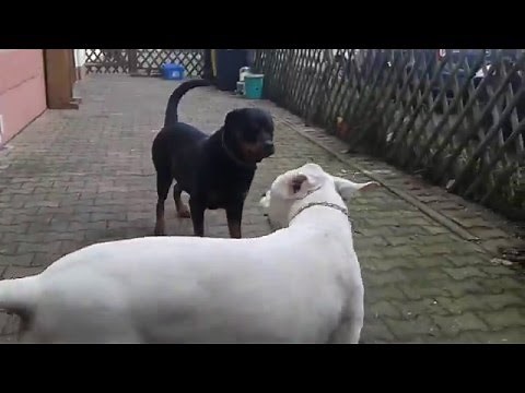 Dogo Argentino vs Rottweiler