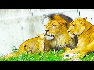 Baby Lion’s Sweet Kiss Makes Dad Earth So Happy🦁❤️
