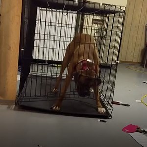 These animals are true escape artists 😂 👏 | LADbible