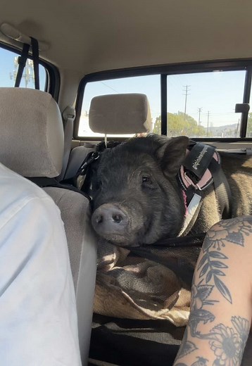 Understanding Pet Hierarchy: A Fun Look at Pigs