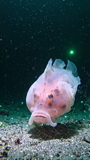 The 'World's Ugliest Animal' is a Lie 🤯 Deep-Sea Secrets of the Blobfish #Shorts