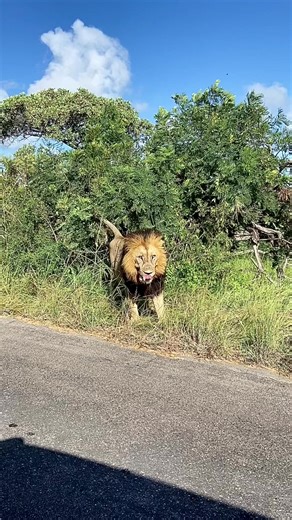 292K views · 5.8K reactions | Watch the fattest and biggest male lion you will ever see walking down the road in Kruger National Park like a boss. How impressive is he? - #lion #malelion #bigcats #kruger #wildlife #animals | Deon Kelbrick Wildlife Photography | Facebook