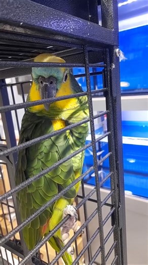 Amazing Yellow Crown Amazon Parrot 🦜 | Beautiful Talking Parrot #Shorts
