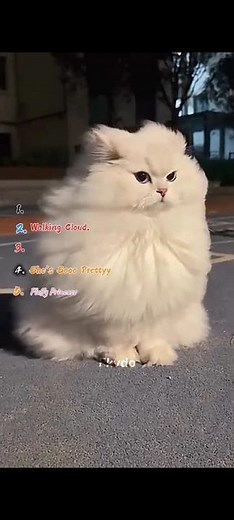 “These Fluffy Cats Are TOO CUTE 😭💗 | Rating 5 Clips”