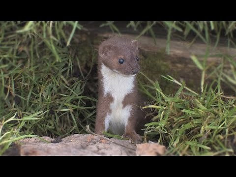 The Weasel - The British Mammal Guide